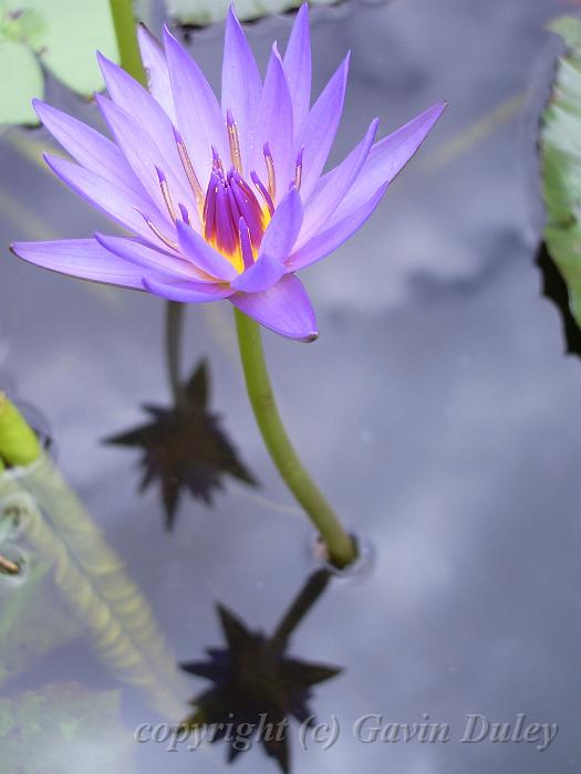 Waterlily and reflection, City Botanic Gardens, Brisbane IMGP1088.JPG